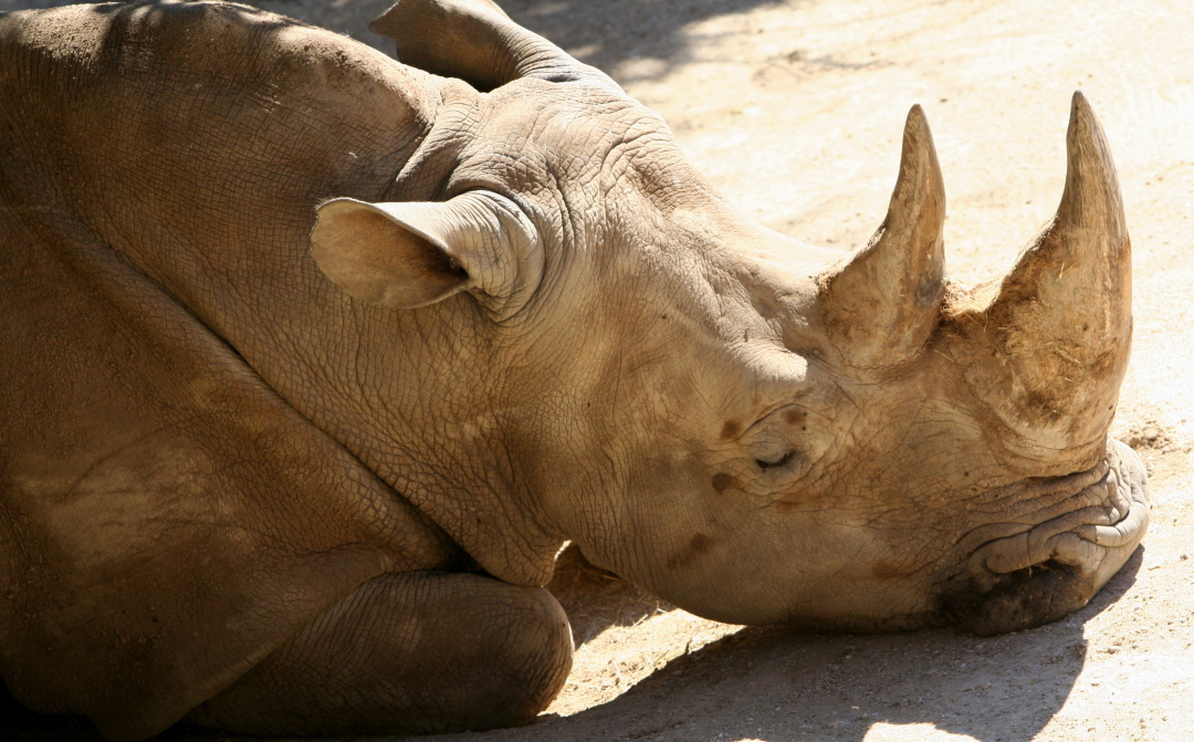 Rhino