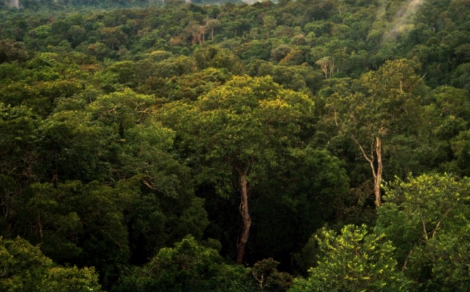 Amazon basin forest north of Manaus