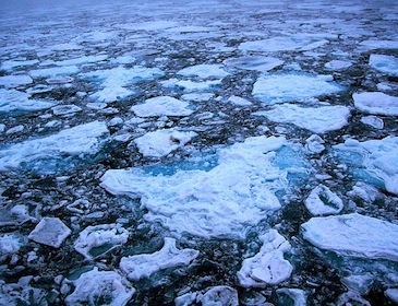 sea ice