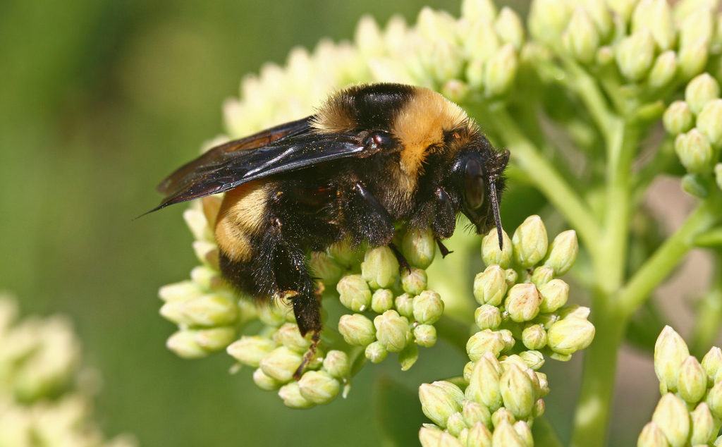 The black and gold bumblebee is one of nine bumblebee species known to inhabit Texas.