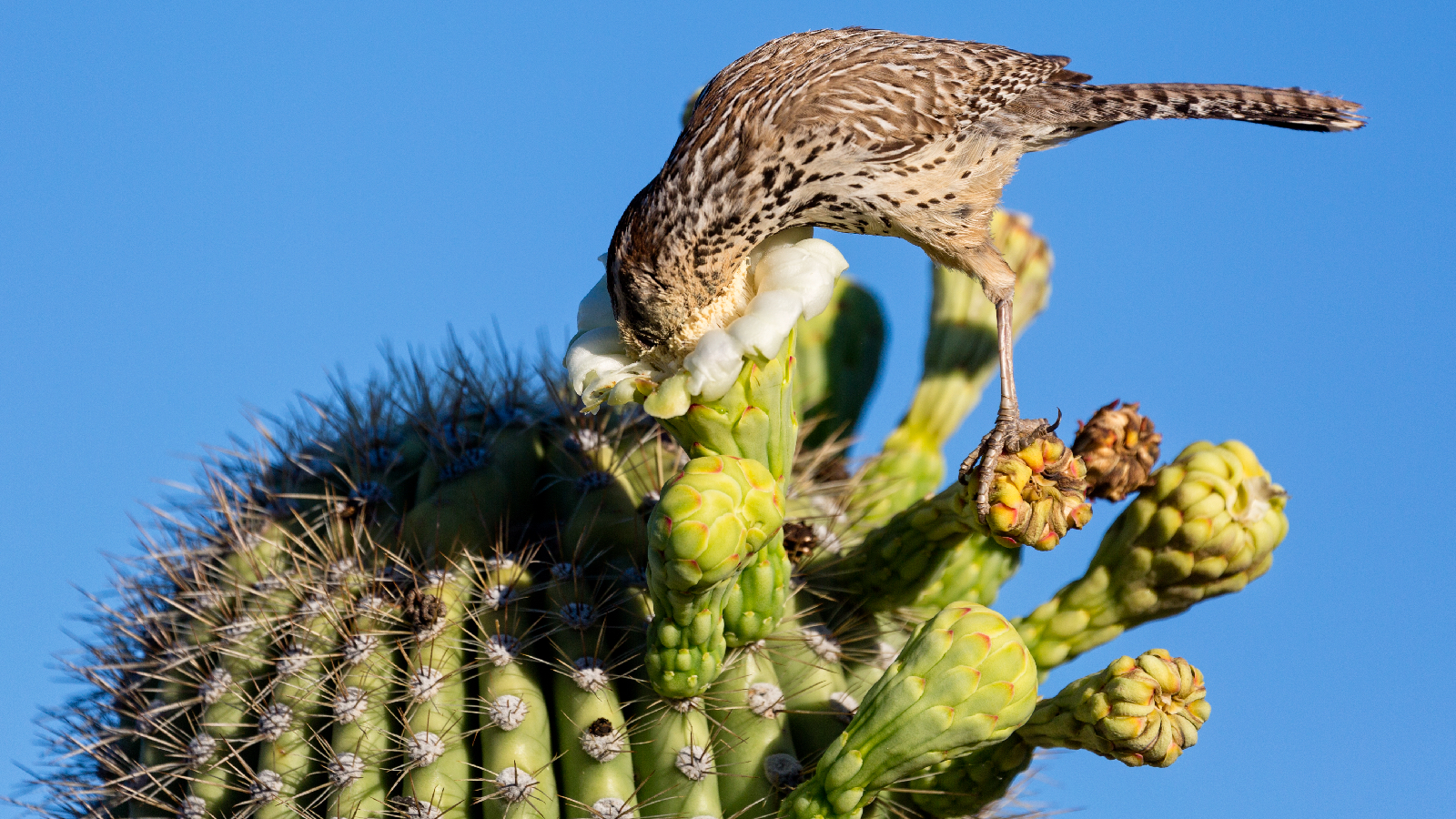 Cactus wren on saguaro
