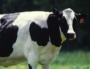 Holstein