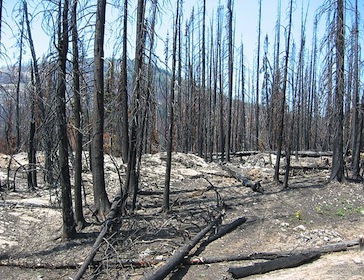 charred trees