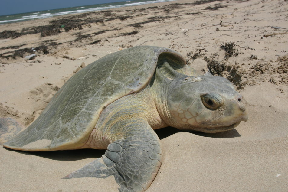 A Nesting Kemp's Ridley Sea Turtle