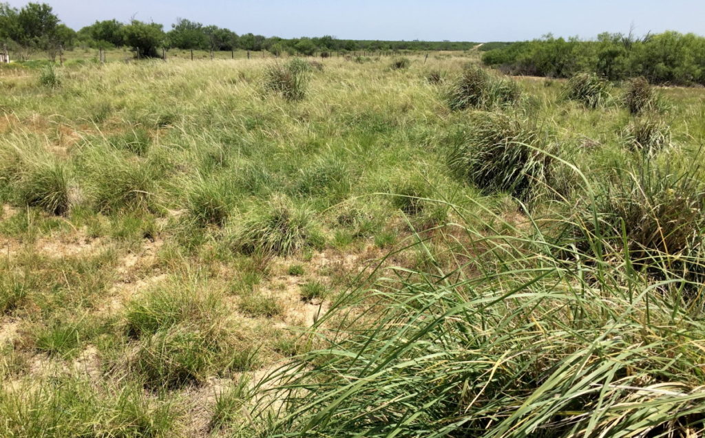 TCN Efforts encouraging Texas ranchers to restore native grasses show