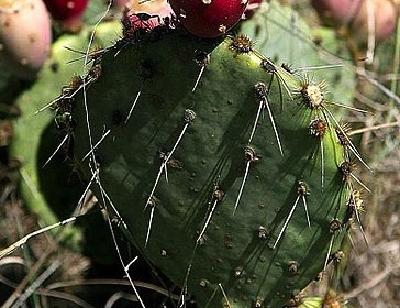 Cactus