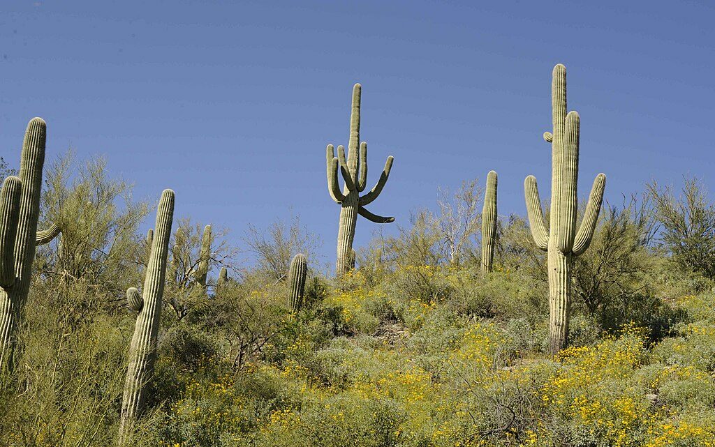Several saguaros