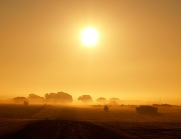 yellow landscape