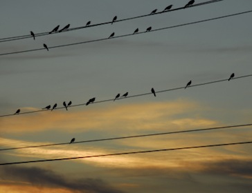 Birds on wire